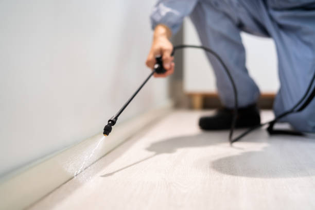 Licensed Wasp Removal service in Lily Lake, IL - Show Me Pest Control